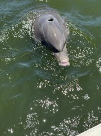 Wizard of water. “Dolphins, manatee’s and sting ray’s Oh my!! 