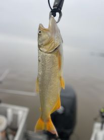 Golden Dorado 