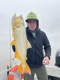 Golden Dorado 