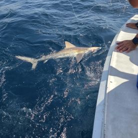 7 Foot 3 inch Golden Dusky Shark