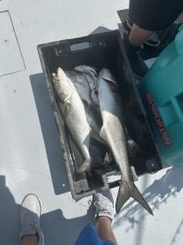 Lot of different fish