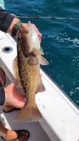 Caught lots of fish, almost landed a big shark!