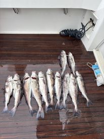 Fishy fishy rolly Polly fishy