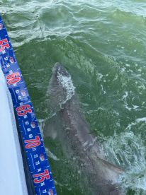 Amazing Catch