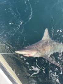 Shark trip