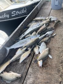 Great day reef fishing!