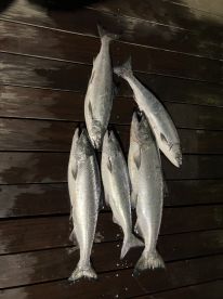 King Salmon