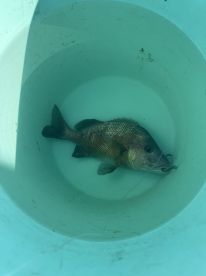 Great day fishing with a super knowledgeable captain