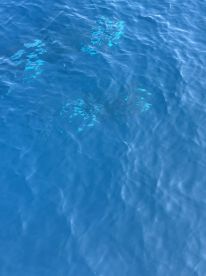 1 Mahi and 7 Tuna in two hours. 