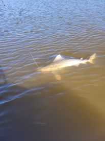Shark caught 