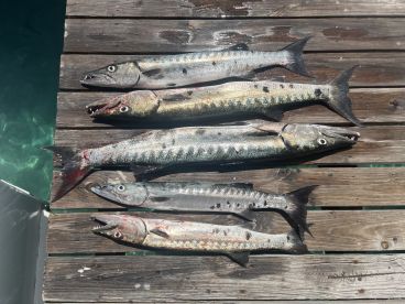 Barracudas!!!