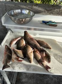 Back Country Fishing 