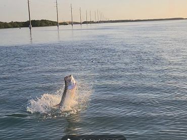 Summer Tarpon trip
