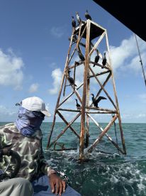 Barracuda trip