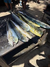9 Mahi
