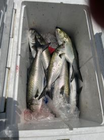 À great half day of fishing with Captain Jason.