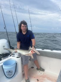 Sharks