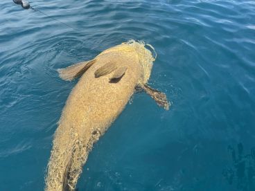Amazing Fishing Experience 