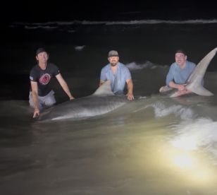 11’ Tiger Shark