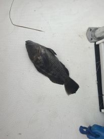 Friendly, Helpful, Caught  keepers