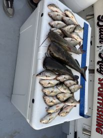 Great afternoon fishing with Capt Gus and Chuck