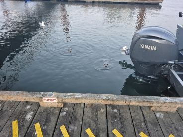 Great Boat, Great Captain 