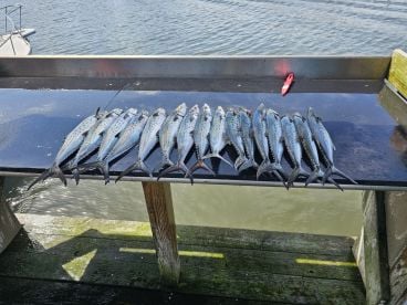 Hook Em Up Fishing