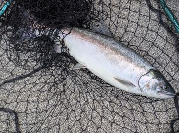 First time salmon fishing