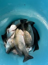 Best fishing guide near Marco Island!