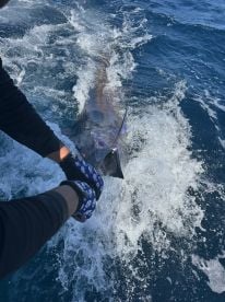 Blue Marlin on blue tail II