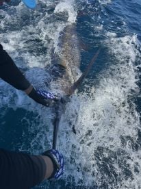 Blue Marlin on blue tail II