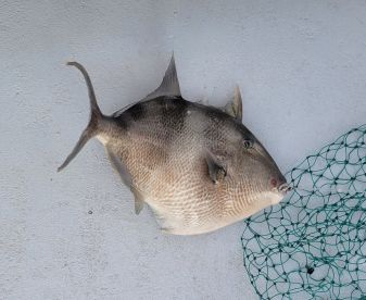 On the fish quick