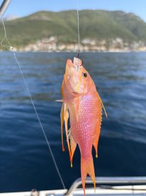 Caught 13 fish in magical Boka Bay!
