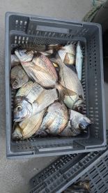 it's easy to get fish