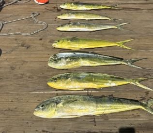Mahi Mahi