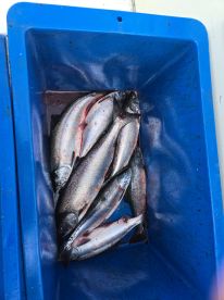 Call last chance charters