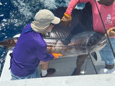 Beautiful Sailfish 