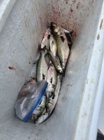 Full day near shore 