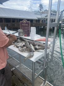 Tight lines
