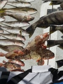 Fish, fish and more fish!