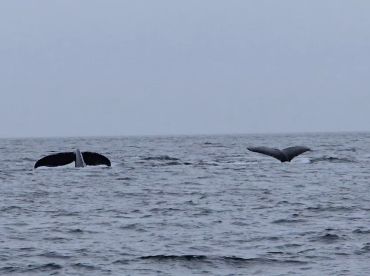 Excellent fishing trip in Juneau!