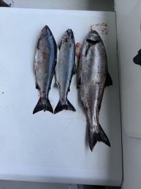 Great Captain, Great Experience 