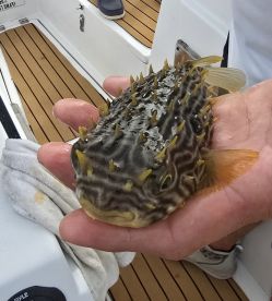 Mom caught the BIGGEST, and 2 Teenage Boys