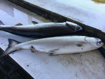 Fish on