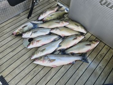 We Caught Our Limit!