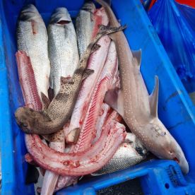 Had great catch