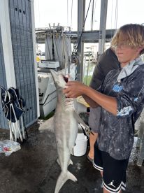 Shark trip
