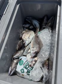 Porgy, Seabass, Shark and Flounder!!!