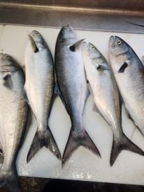 The only blues we had were the blue fish!