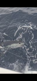 Two Trophy Makos